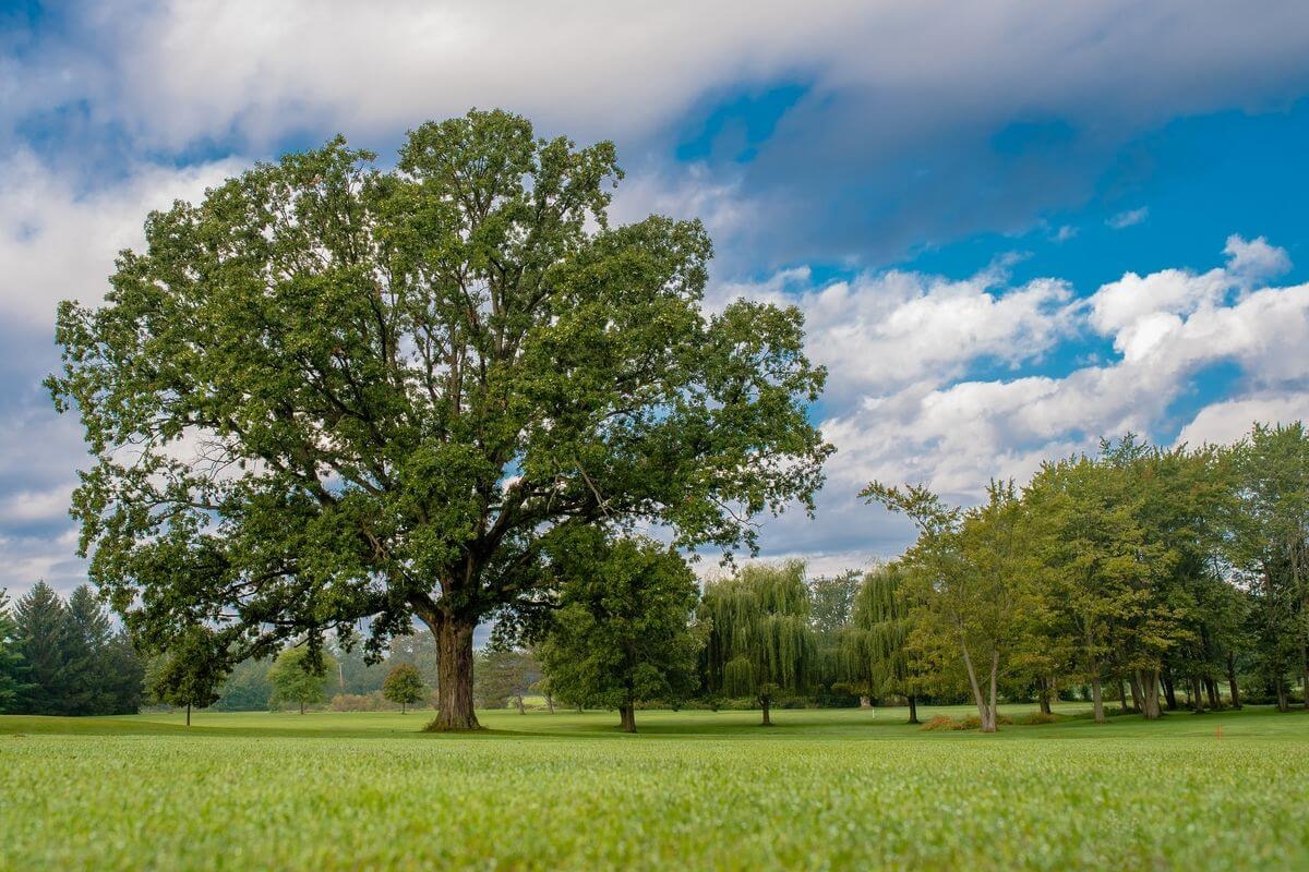 Low view of the immaculate fairway and various well-groomed trees.